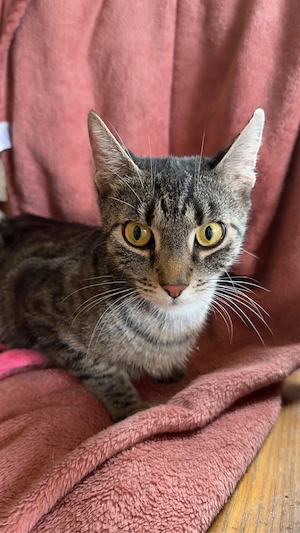 rosie sucht neues zuhause. 