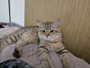 Katze Weiblich 