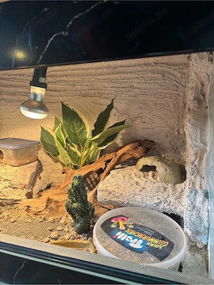 Leopardgecko's (0.3) Bild 10