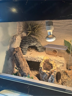 Leopardgecko's (0.3) Bild 9