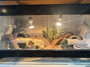 Leopardgecko's (0.3) Bild 7