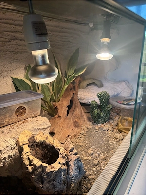 Leopardgecko's (0.3) Bild 8