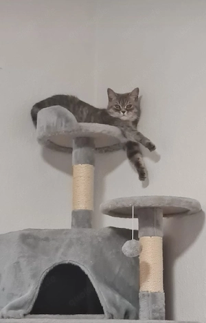 Britische Katze