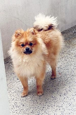 Zwergspitz (Pomeranian)