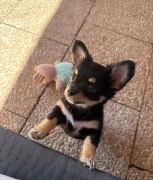 ein kleiner reinrassiger Chihuahua prinz sucht noch 