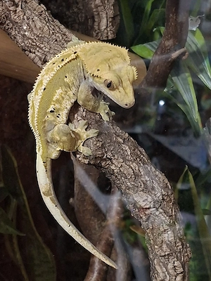 Krongecko mit Terrarium zu verkaufen