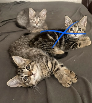 Bengalkatze mix