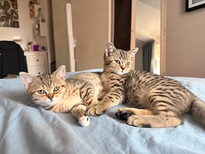 BKH Kitten Abgabebereit 