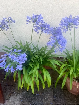 Agapanthus Schmucklilien