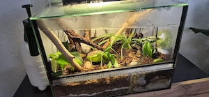 DRINGENDE ABGABE indische Riesengottesanbeterin + Terrarium 