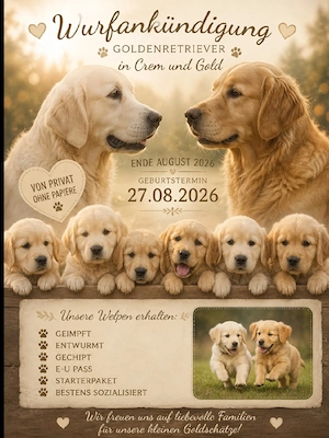 Goldenretriver Welpen 