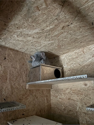 Chinchilla Grace sucht neuen Wirkungskreis  Bild 4