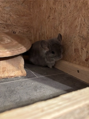 Chinchilla Grace sucht neuen Wirkungskreis  Bild 2