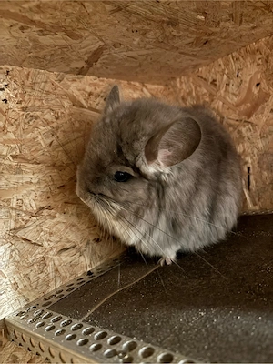 Chinchilla Grace sucht neuen Wirkungskreis  Bild 3