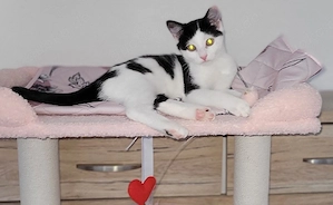 Kitten Jungs in schwarz weiß