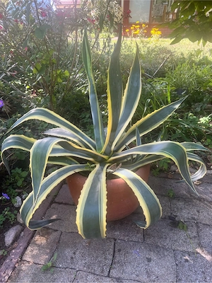 Agave mit gelbem Rand