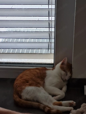 liebevoller Kater 