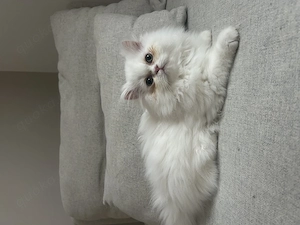 Reinrassige Perser Katze sucht noch ihre Familie!