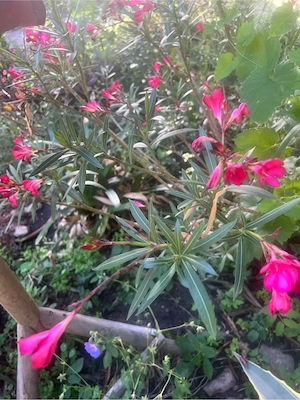 Oleander mit roten Blueten
