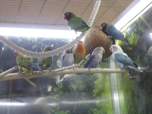 Junge Pfirsichköpfchen
