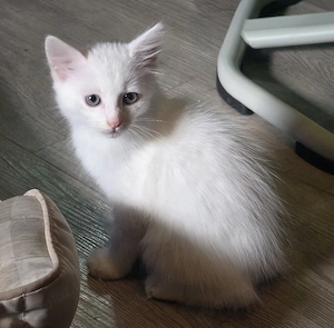 2 Katzen suchen zu Hause