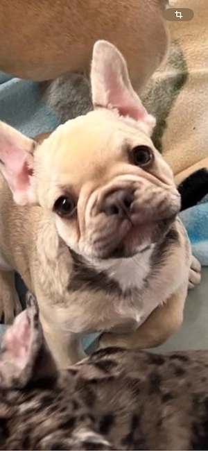 französische Bulldoggen welpen