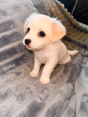 malteser bichon