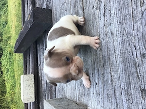 Französische Bulldoggen