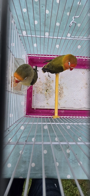 pfirsichköpfchen  Bild 4