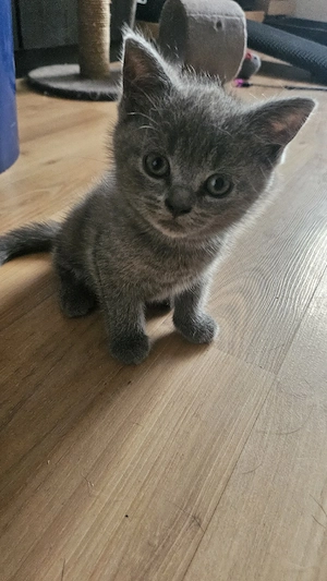 BKH Kitten.  
