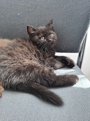 Wunderschöne BKH sucht ein neues Zuhause