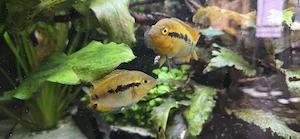 Pärchen Regenbogen Buntbarsch (Herotilapia multispinosa) abzugeben