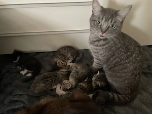 Siam Bengal BKH für Allergiker 