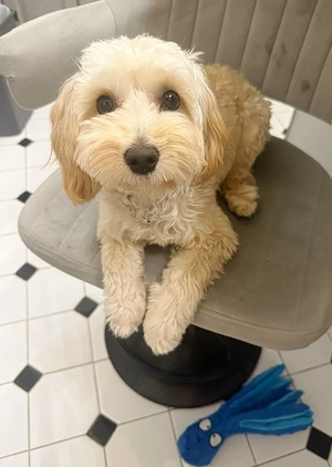 Maltipoo KOSTENLOS in liebevolle Hände abzugeben