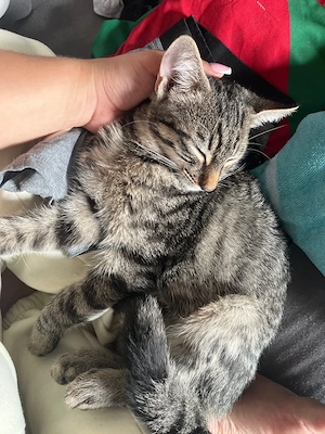 Freddi sucht ein tolles Zuhause