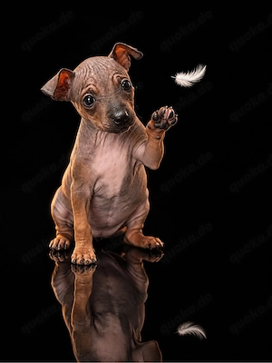 American Hairless Terrier Welpen 