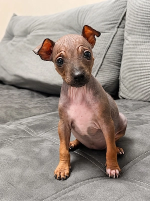 American Hairless Terrier Welpen 