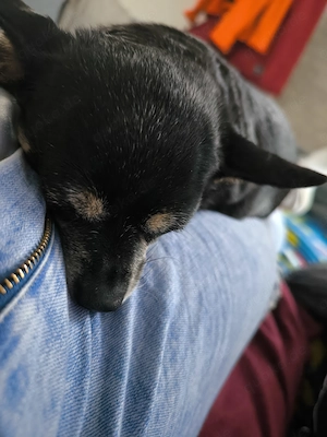 Chihuahua Hündin reinrassig 