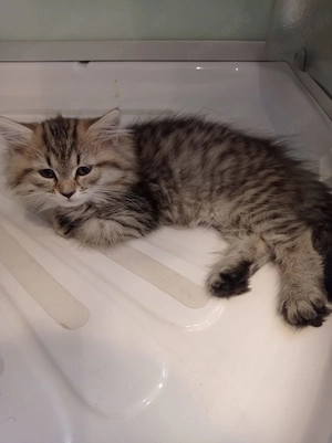 Perserbabys in Kuschelhände abzugeben