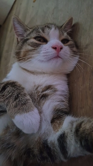 katzenhause