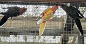 Pennantsittiche 