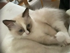 2 bezaubernde Ragdoll-Birma Katerchen, 11 Wochen alt,  suchen liebevolles Zuhause