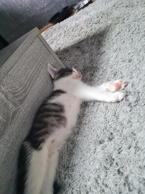 Katzen babys 