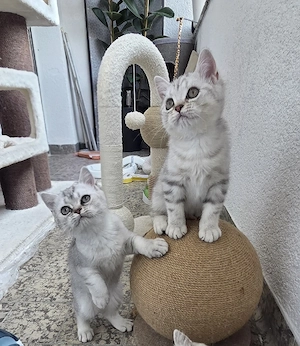 Abgabebereite Reinrassige Britisch Kurzhaar (BKH) Kitten Tabby Geimpft und mit Gesundheitszeugnis