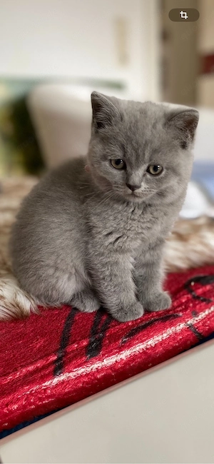 BKK Kitten in blue