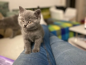 BKH Kitten in blue