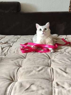 Deckkater in der Farbe silver shaded. kein Verkauf!