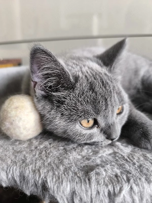 BKH Kitten 