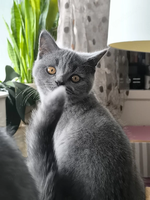 BKH Kitten 