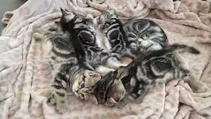   Reinrassige Britisch Kurzhaar BKH Kitten Black Golden Silver Tabby Classic Whiskas